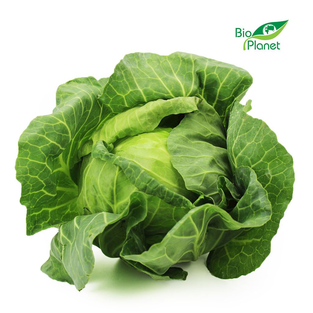 Kapusta Biała Młoda Świeża BIO (Polska) (Około 10 kg) (10 szt x 1 kg)