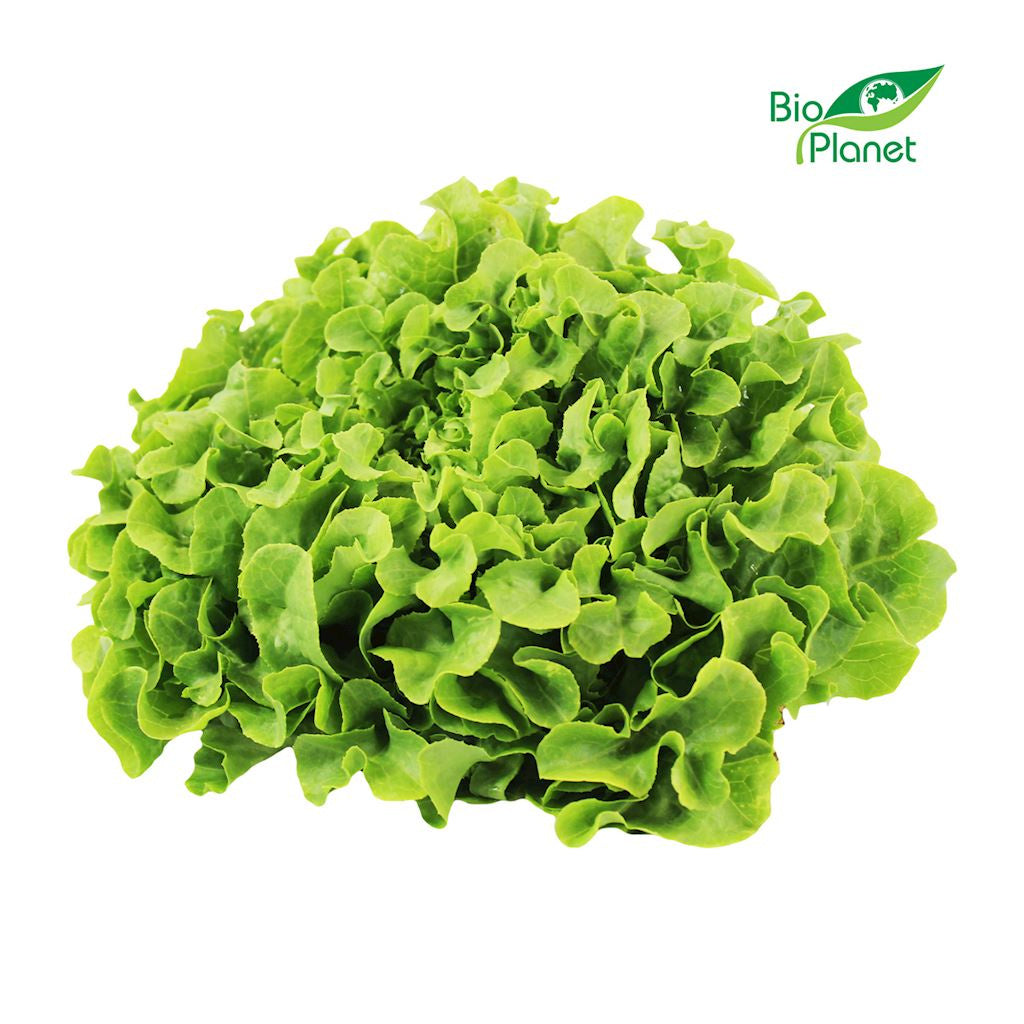Sałata Dębolistna Zielona Świeża BIO (Polska) (Około 8 Sztuk) (8 szt x 250 g)